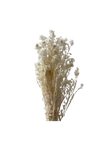 Carthamus