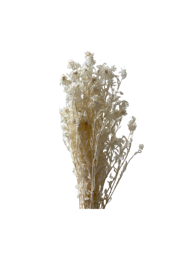 Carthamus