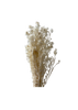 Carthamus