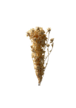Carthamus