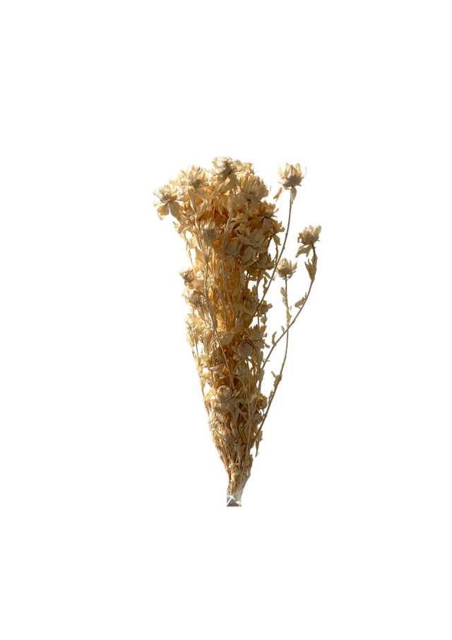 Carthamus