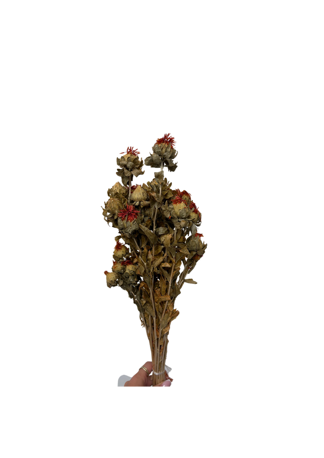 Carthamus