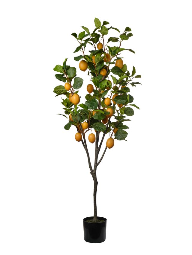 Citronier