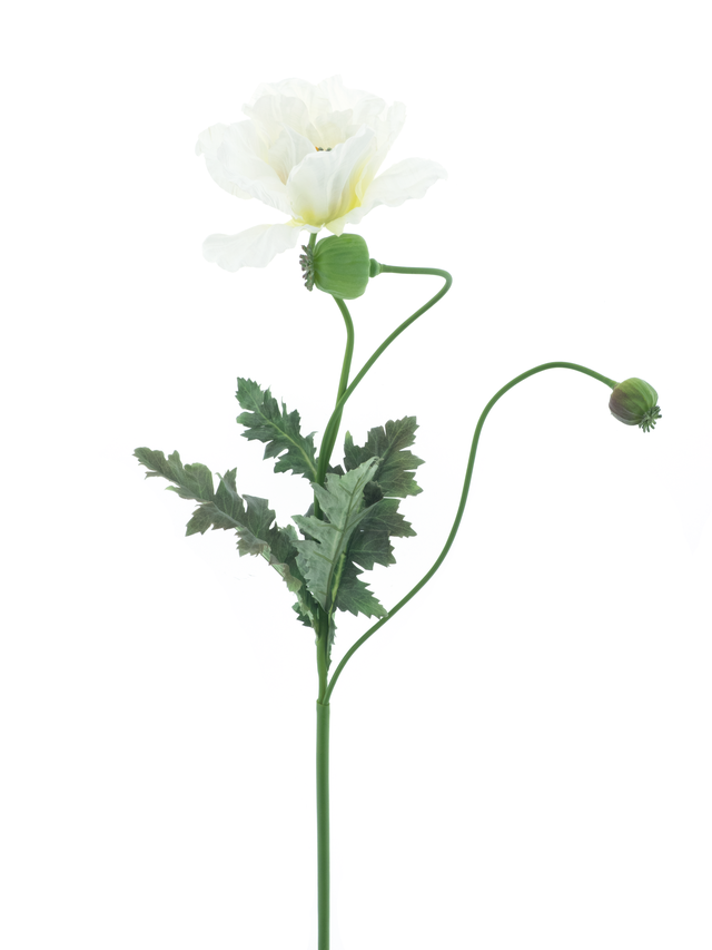 Coquelicot