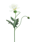 Coquelicot