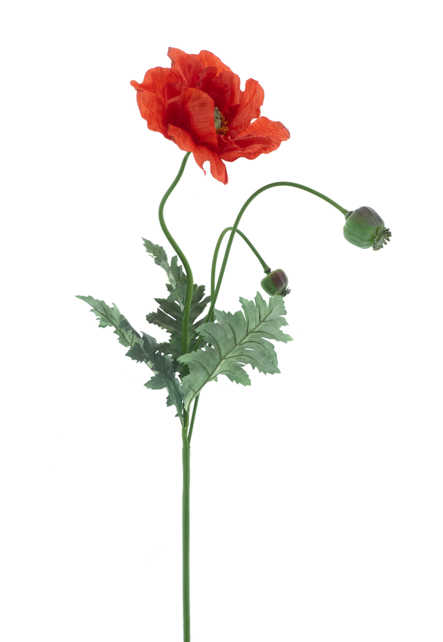 Coquelicot
