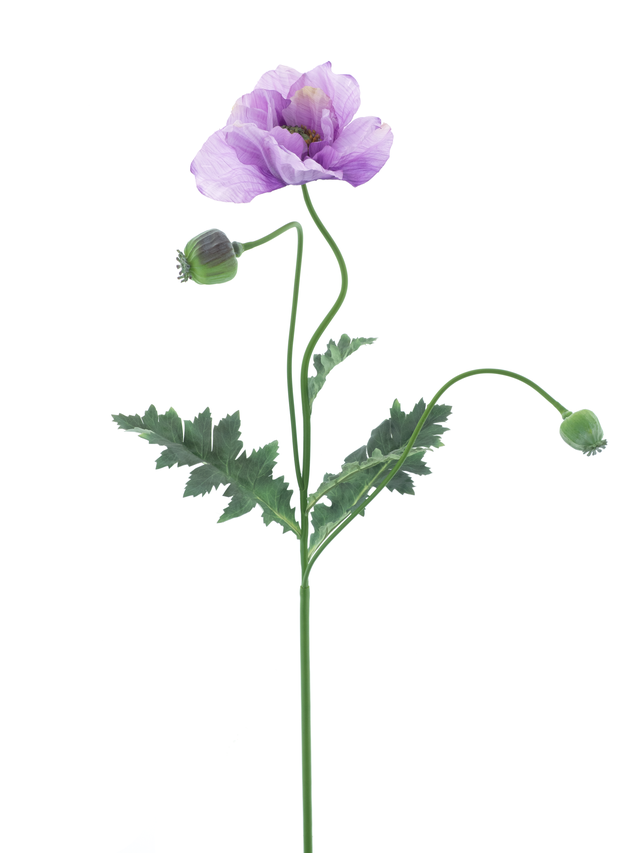 Coquelicot