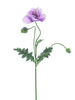 Coquelicot