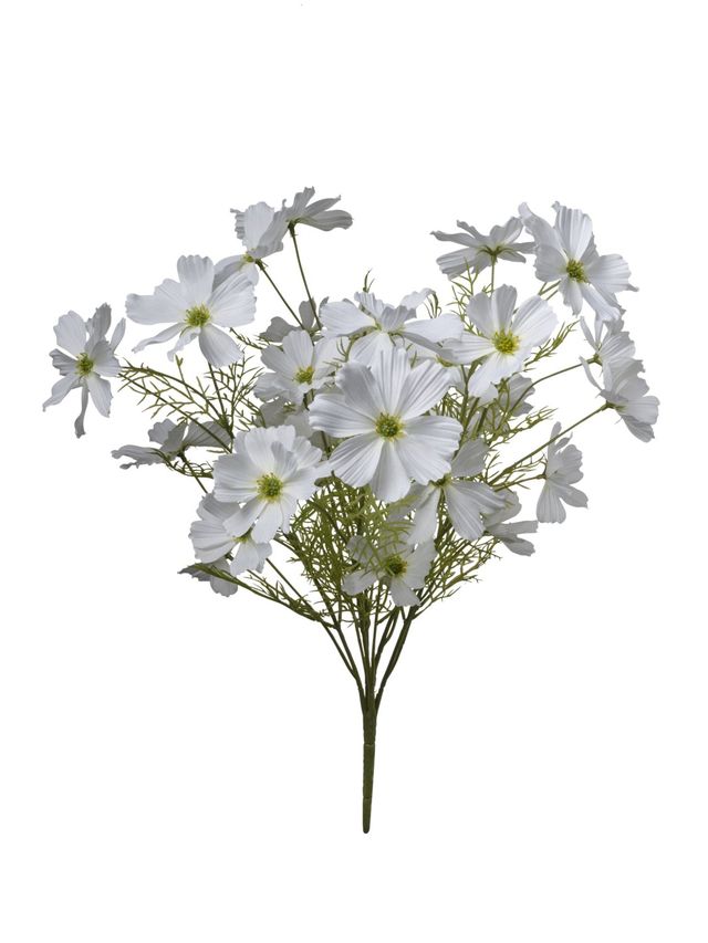 Cosmos