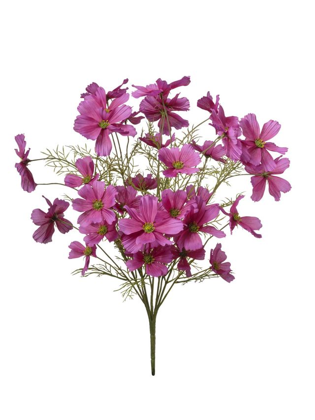 Cosmos