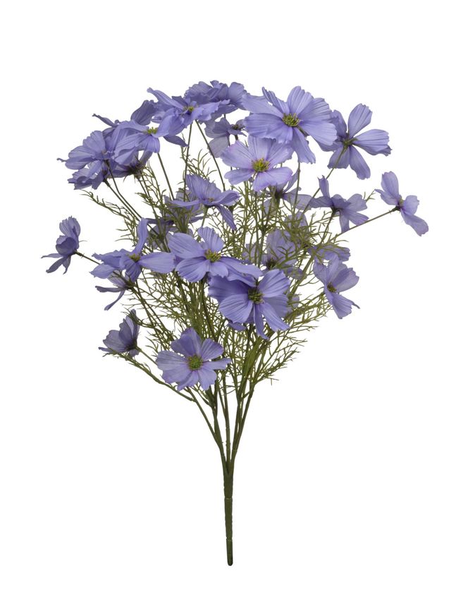 Cosmos