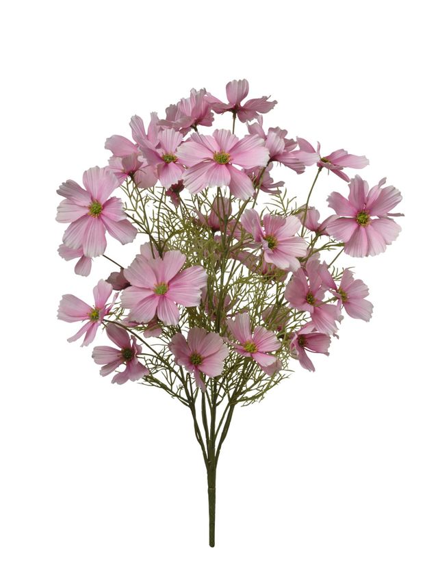 Cosmos