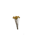 Craspedia