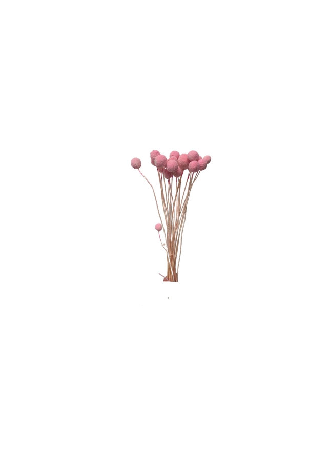 Craspedia