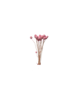 Craspedia