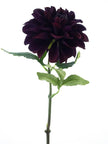 Dalhia