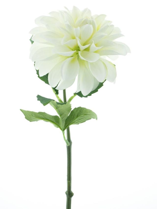 Dalhia