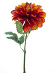 Dalhia