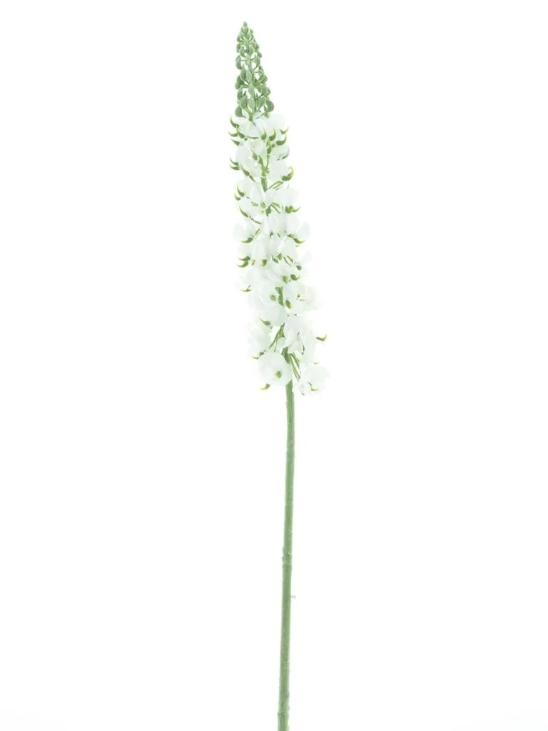 Dellphinium