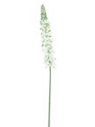 Dellphinium