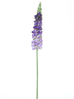 Dellphinium
