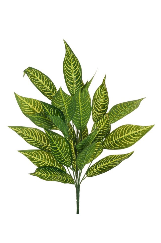 Dieffenbachia