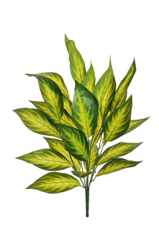 Dieffenbachia