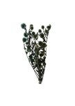 Echynops