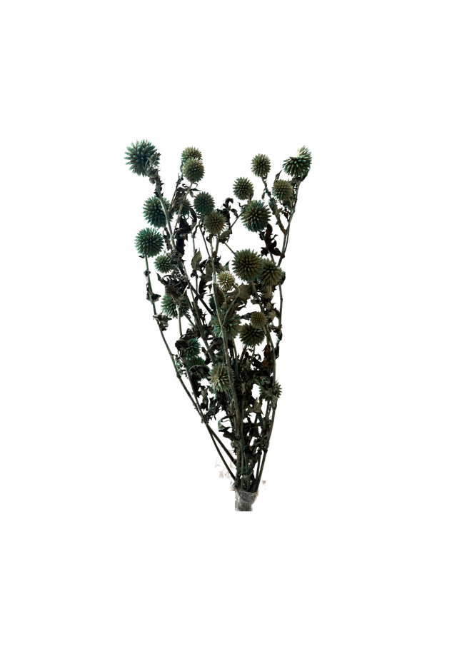 Echynops