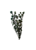 Echynops