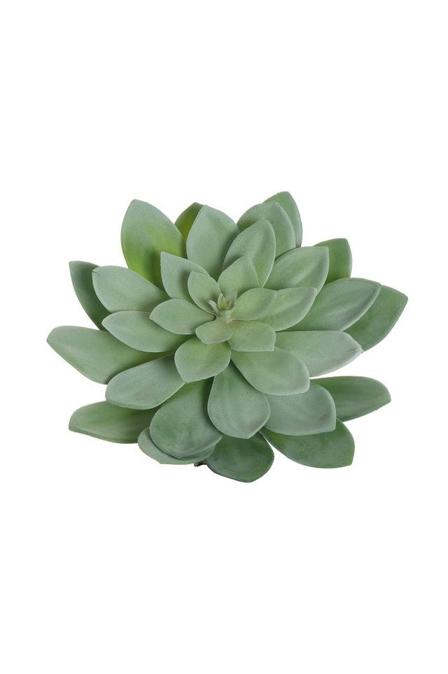 Echeveria