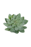 Echeveria