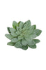 Echeveria