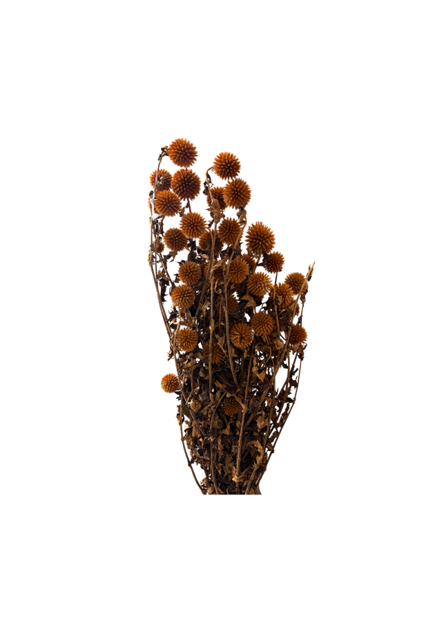 Echynops