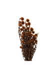 Echynops