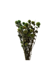 Echynops
