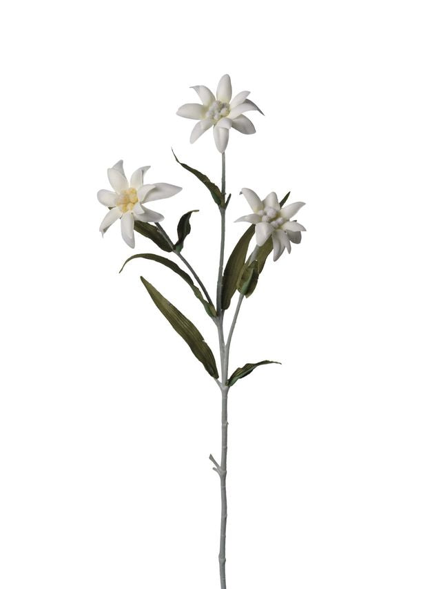 Edelweiss