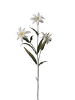 Edelweiss