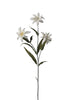 Edelweiss