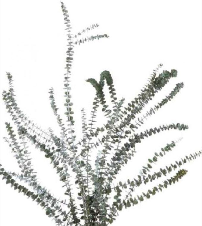 Eucalyptus Baby Blue