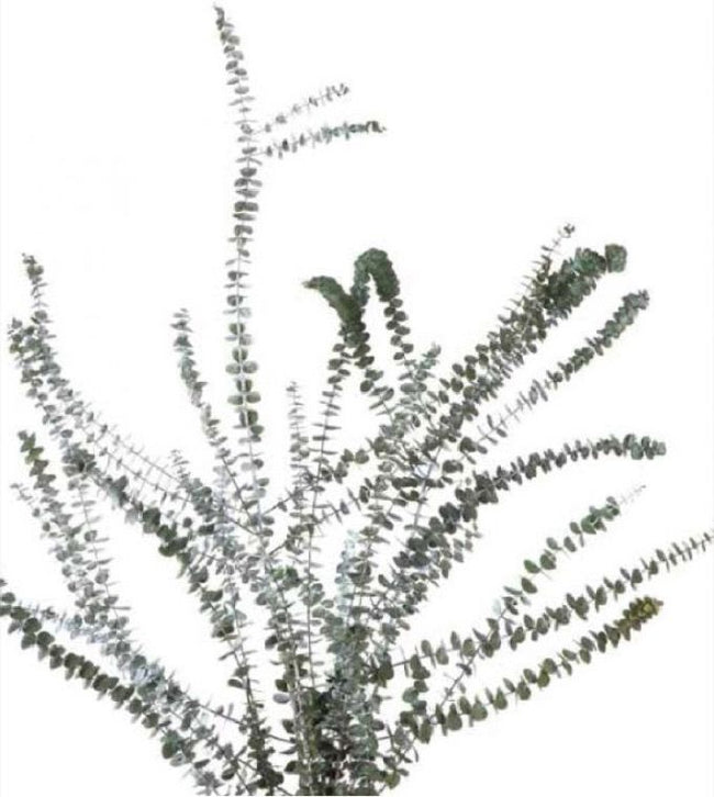Eucalyptus Baby Blue