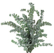 Eucalyptus Cinerea