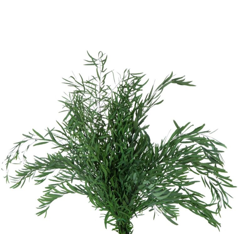 Eucalyptus Nicoly