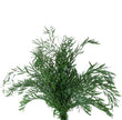Eucalyptus Nicoly