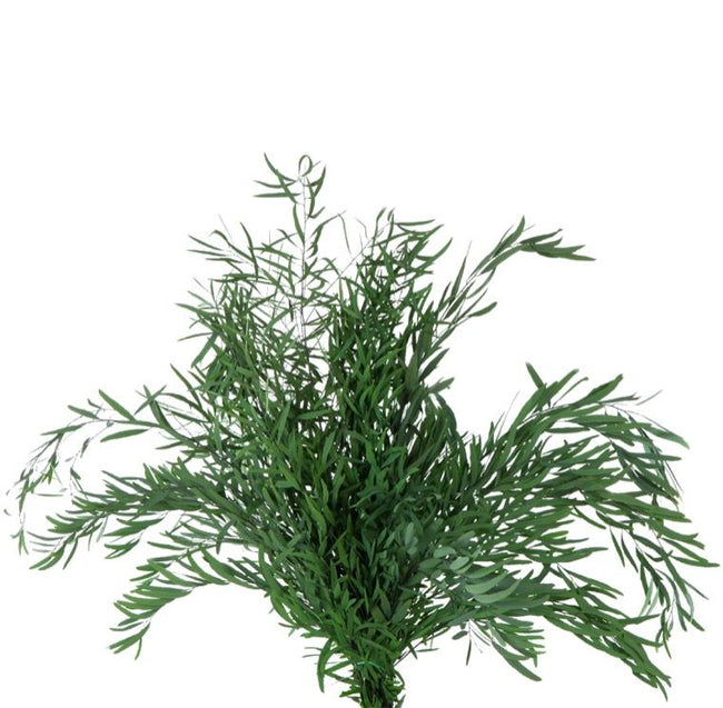 Eucalyptus Nicoly