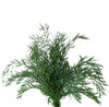 Eucalyptus Nicoly