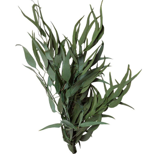 Eucalyptus Pendula