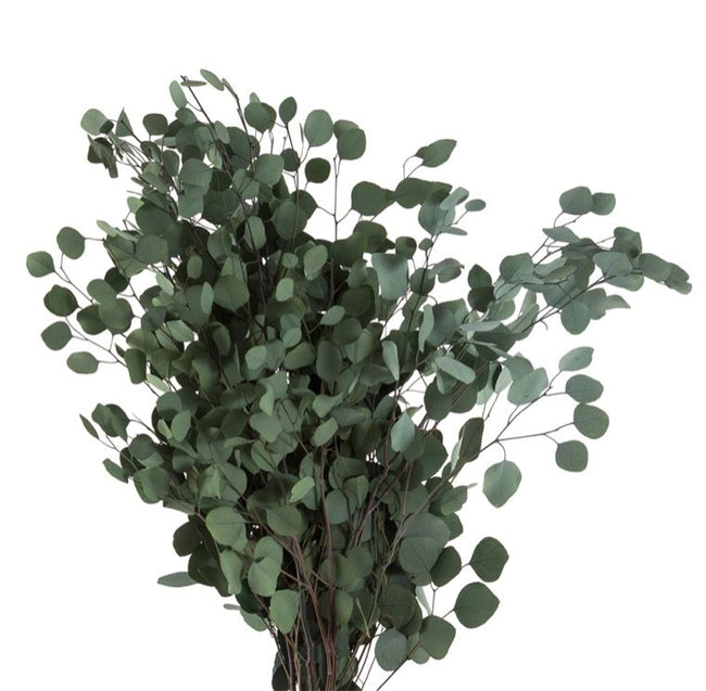 Eucalyptus Populus