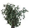 Eucalyptus Populus