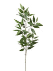 Eucalyptus feuillage